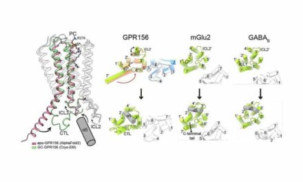 Researchers Detail Receptor Protein’s Impact on Hearing Function