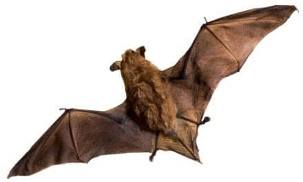 Bat Echolations Contain Redundant Information
