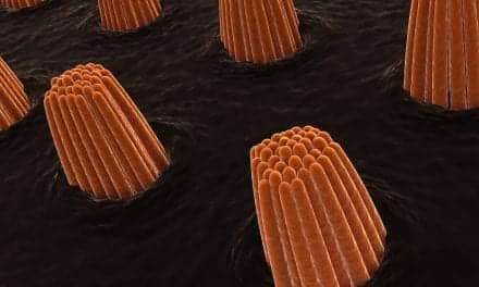 Natural Repair Process Fixes Damaged Hair Cells