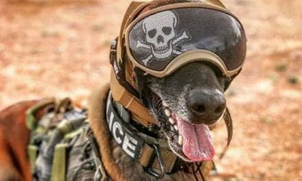 Zeteo Tech Develops Hearing Protection for Military Dogs
