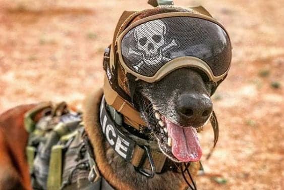 Zeteo Tech Develops Hearing Protection for Military Dogs