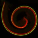 USC Stem Cell Study Traces Evolution of Organ of Corti
