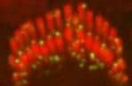 NIDCD Researchers Pinpoint Key Proteins for Hearing, Balance