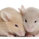 Study: Nerve Fibers in Inner Ear Help Compensate for Hearing Loss in Mice