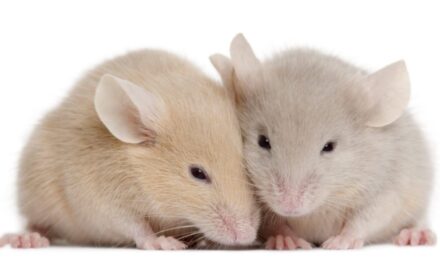 Age-related Hearing Loss May Reorganize Brain’s Sensory Areas