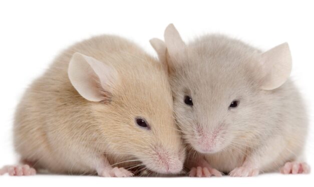 Age-related Hearing Loss May Reorganize Brain’s Sensory Areas