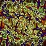 Vestibular System Plays Key Role in Sensing Our Direction, Study Finds